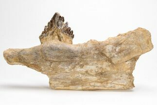 Fossil Primitive Whale (Basilosaur) Jaw Section w/ Tooth - Morocco #215146