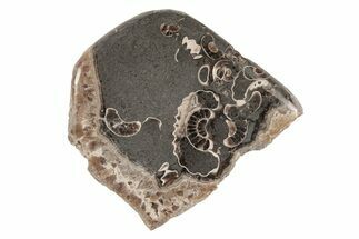 Polished Ammonite (Promicroceras) Slice - Marston Magna Marble #211340