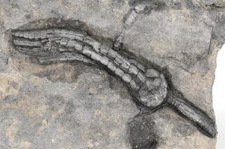 Devonian Crinoid Fossil - Issoumour, Morocco #215210