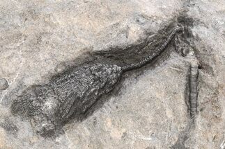 Devonian Crinoid Fossil - Issoumour, Morocco #215211