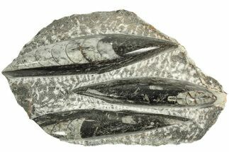 Polished Fossil Orthoceras Plate - Morocco #212559