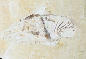 Coccodus 02R fish fossil