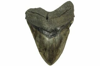 Serrated, Fossil Megalodon Tooth - South Carolina #204604