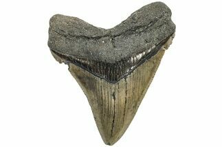 Serrated, Fossil Chubutensis Tooth - Megalodon Ancestor #213043
