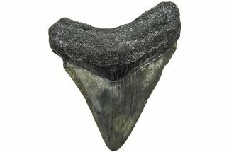 Juvenile Megalodon Tooth - South Carolina #213057