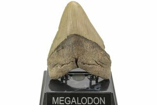 Fossil Megalodon Tooth - North Carolina #204565