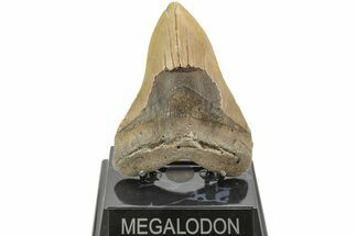 Fossil Megalodon Tooth - North Carolina #204567