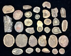 Clearance Lot: Mazon Creek Fossil Nodules - Pieces #215271