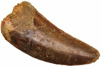 Serrated, Juvenile Carcharodontosaurus Tooth #214468