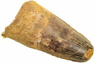 Fossil Spinosaurus Tooth - Feeding Worn Tip #214352