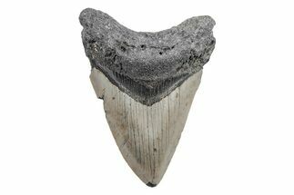 Fossil Megalodon Tooth - North Carolina #208034