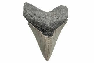 Serrated, Fossil Megalodon Tooth - North Carolina #208059