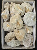 Clearance Lot - Fossil Otodus Shark Teeth in Rock - Pieces #215436