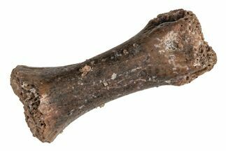 Fossil Dinosaur (Theropod) Phalange Bone - Morocco #215434