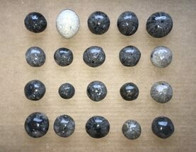 Clearance Lot: Polished Fossil Echinoderms - Pieces #215462