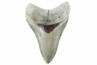 ” Fossil Aurora Megalodon Tooth - Collector Quality #215418