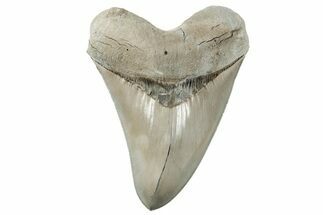 ” Fossil Aurora Megalodon Tooth - Collector Quality #215421