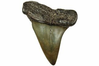Fossil Broad-Toothed Mako Tooth - South Carolina #214660