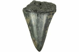 Fossil Broad-Toothed Mako Tooth - South Carolina #214699