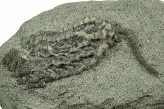 Fossil Crinoid (Pachlyocrinus) - Crawfordsville, Indiana #214709