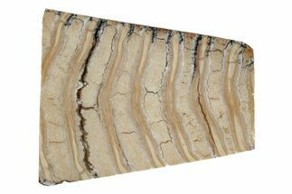 Fossil Mammoth Molar Slab - Siberia #215374