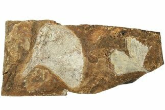 Two Fossil Ginkgo Leaves From North Dakota - Paleocene #215475