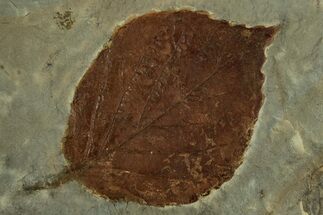 Fossil Leaf (Beringiaphyllum) - Montana #215532
