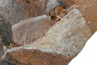 Fossil Ginkgo Leaf From North Dakota - Paleocene #215481