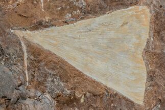 Fossil Ginkgo Leaf From North Dakota - Paleocene #215485