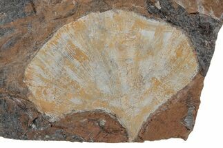 Fossil Ginkgo Leaf From North Dakota - Paleocene #215514