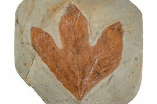 Fossil Sycamore Leaf (Macginitiea) - Montana #215520