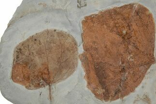 Two Fossil Leaves (Zizyphoides) - Montana #215521