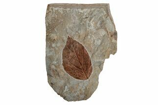 Paleocene Fossil Leafs - Both Sides Of Rock #215526