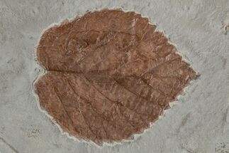 Fossil Leaf (Davidia) - Montana #215528