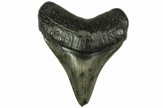 Fossil Megalodon Tooth - South Carolina #212948