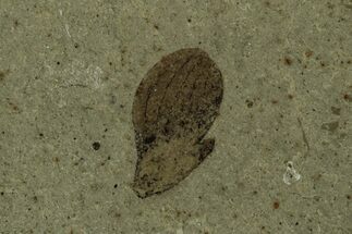 Fossil Samara (Winged Seed) - Green River Formation, Utah #215547