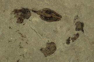 Valved Seed Pod Fossil - Green River Formation, Utah #215565