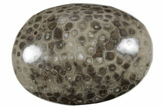 Polished Petoskey Stone (Fossil Coral) - Michigan #212176