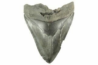 Bargain, Fossil Megalodon Tooth - Serrated Blade #212935
