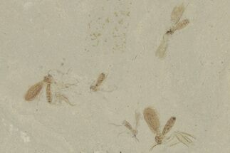 Plate of Crane Fly (Tipulidae) Fossils - Green River Formation #215613