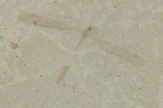 Fossil Crane Fly (Tipulidae) with Wings - Green River Formation #215624