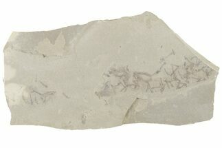 Crane Fly (Tipulidae) Mortality Plate - Green River Formation #215635