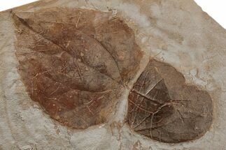 Paleocene Leaf Fossil Plate - Montana #215537