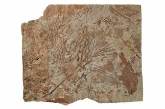 Plate of Fossil Cypress (Taxodium) Fronds - Montana #215538