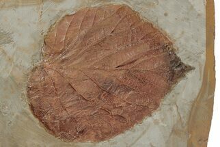 Fossil Leaf (Davidia) - Montana #215542