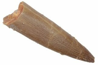 Fossil Plesiosaur (Zarafasaura) Tooth - Morocco #215831