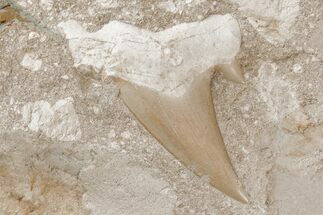 Otodus Shark Tooth Fossil in Rock - Eocene #215620