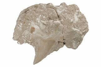 Otodus Shark Tooth Fossil in Rock - Eocene #215623