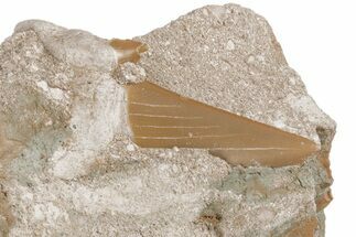 Otodus Shark Tooth Fossil in Rock - Eocene #215625