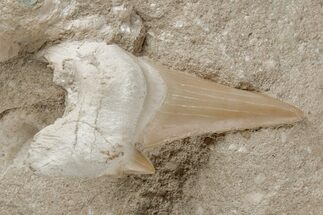 Otodus Shark Tooth Fossil in Rock - Eocene #215639